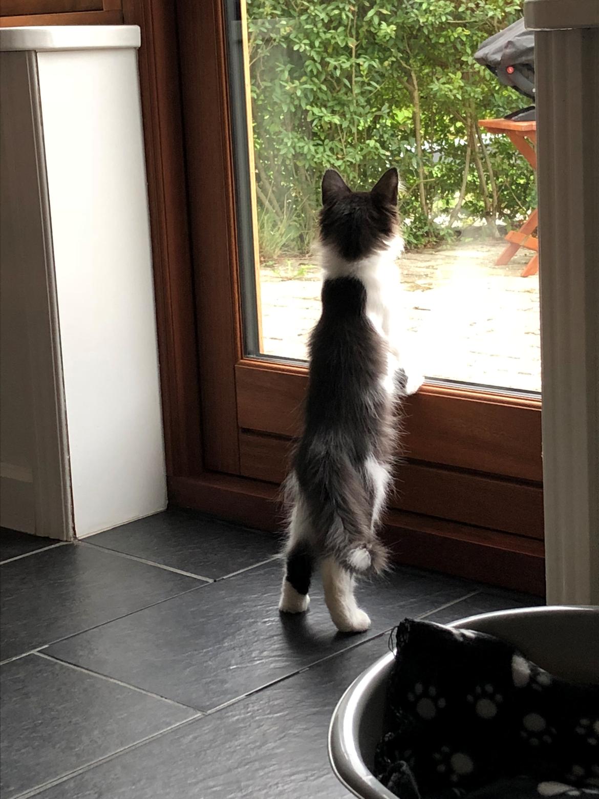 Norsk Skovkat DK Nordic Guardians Buster Keaton billede 15