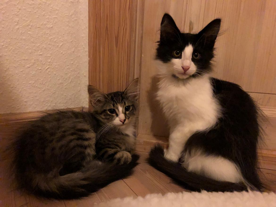 Norsk Skovkat DK Nordic Guardians Buster Keaton billede 18