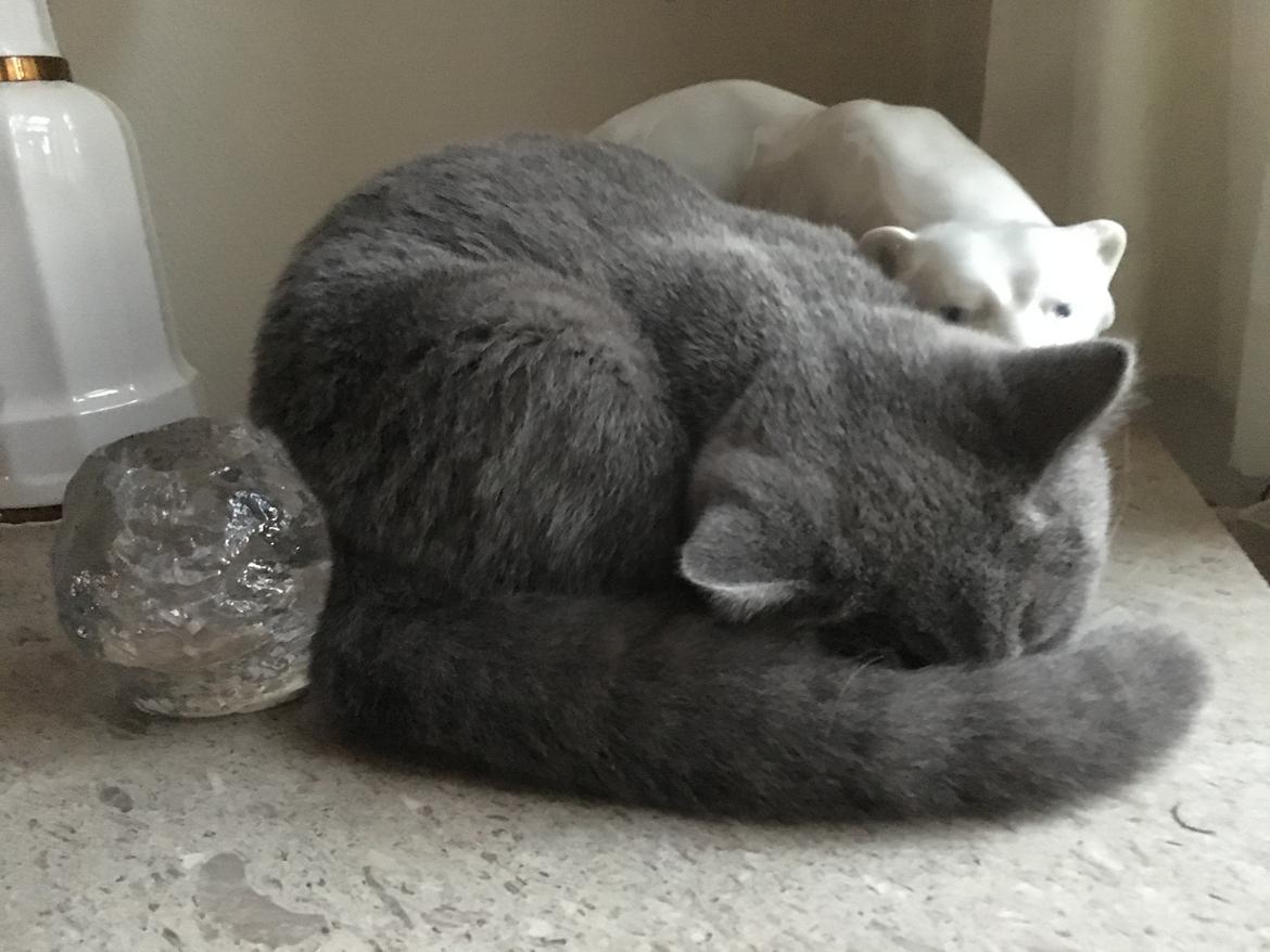 British Shorthair Tinka - 19 uger billede 11