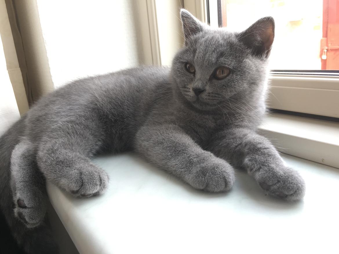 British Shorthair Tinka billede 13