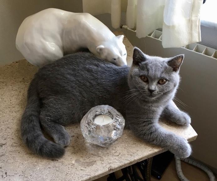 British Shorthair Tinka billede 15