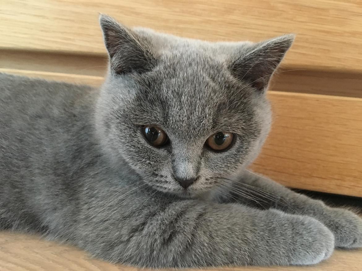 British Shorthair Tinka billede 14