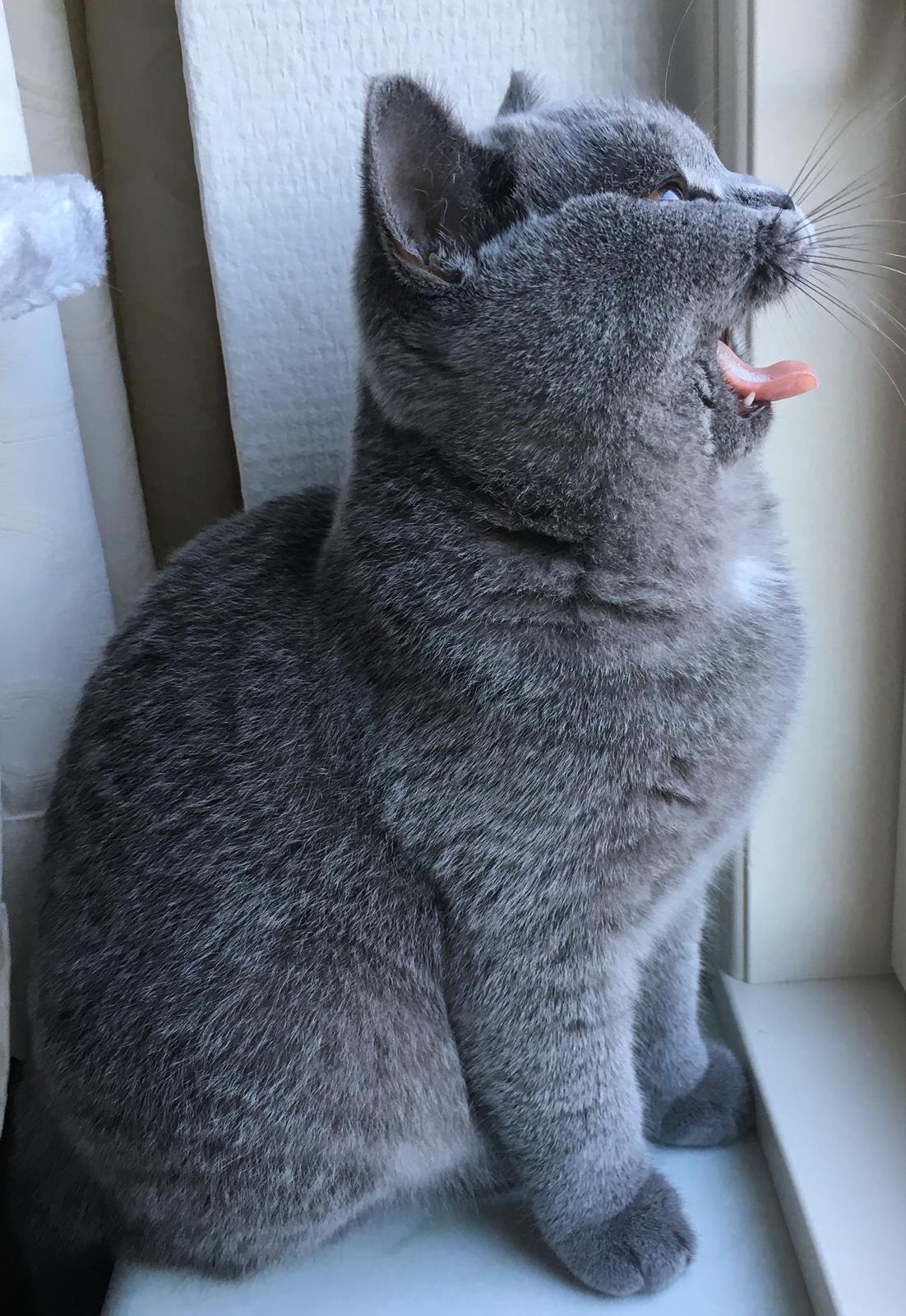 British Shorthair Tinka - 20 uger billede 16