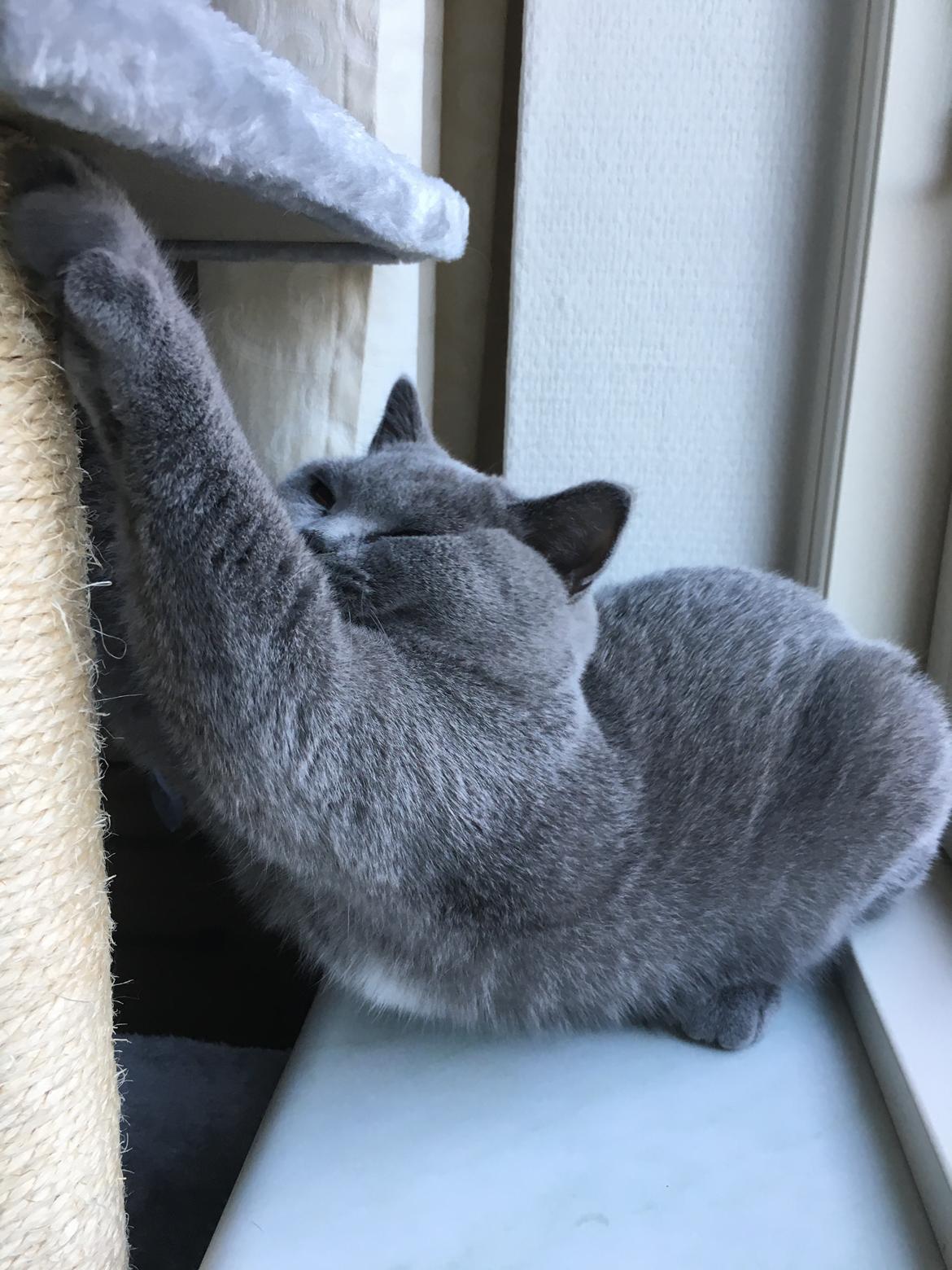 British Shorthair Tinka - 20 uger billede 19