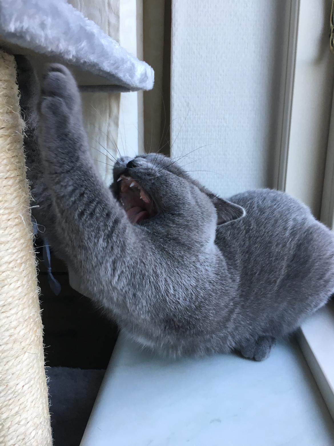 British Shorthair Tinka - 20 uger billede 18