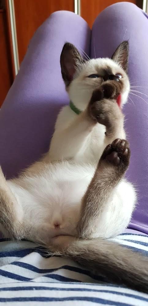 Thai         Traditionel siameser   Gaja Smart Sara. pl billede 9