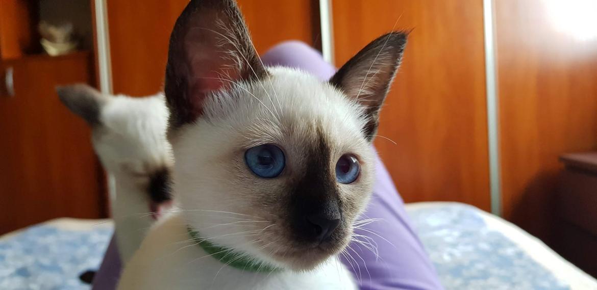 Thai         Traditionel siameser   Gaja Smart Sara. pl billede 10