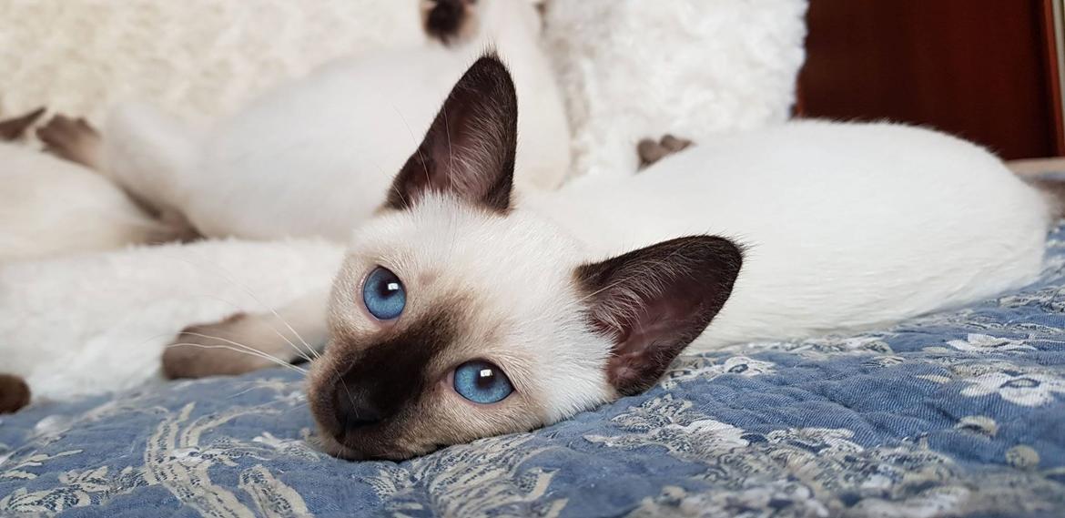 Thai         Traditionel siameser   Gaja Smart Sara. pl billede 8