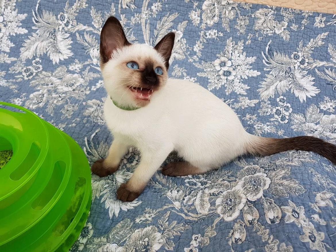 Thai         Traditionel siameser   Gaja Smart Sara. pl billede 11