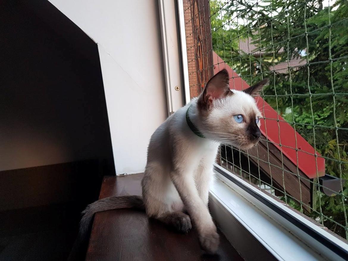 Thai         Traditionel siameser   Gaja Smart Sara. pl billede 12