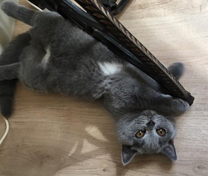 British Shorthair Tinka billede 20