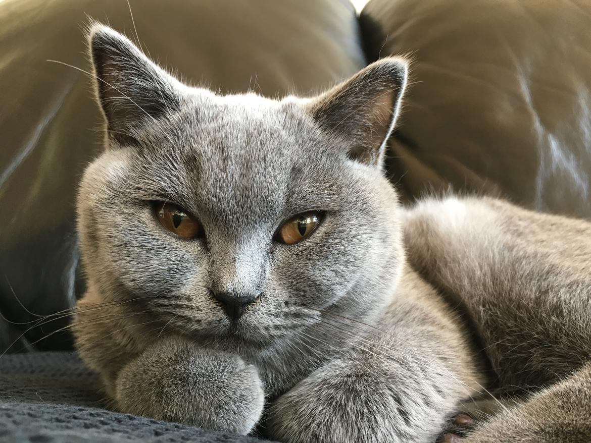 British Shorthair Tinka - 21 uger billede 21