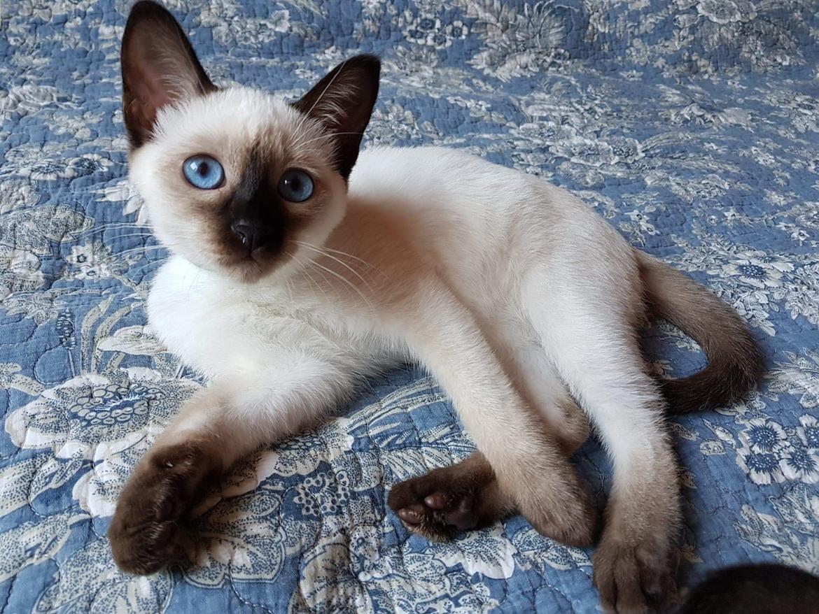 Thai         Traditionel siameser   Gaja Smart Sara. pl billede 13