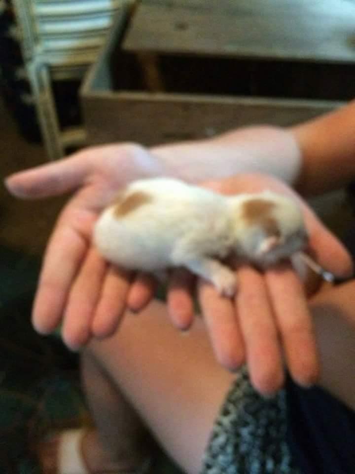 Blanding af racer Pedersen billede 1