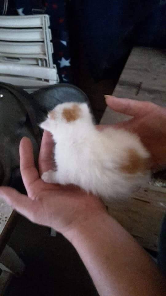 Blanding af racer Pedersen billede 2