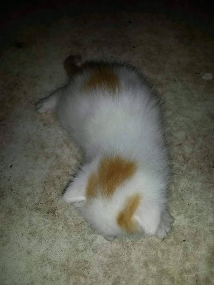 Blanding af racer Pedersen billede 3