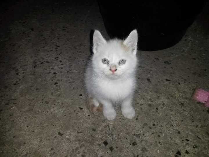 Blanding af racer Pedersen billede 4