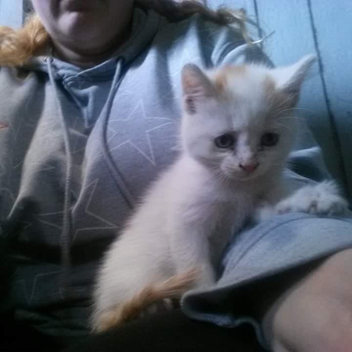 Blanding af racer Pedersen billede 5