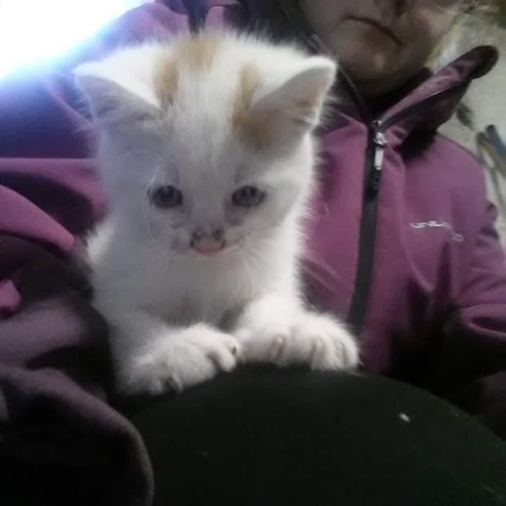 Blanding af racer Pedersen billede 6