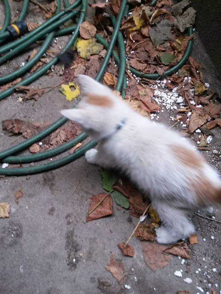 Blanding af racer Pedersen billede 7