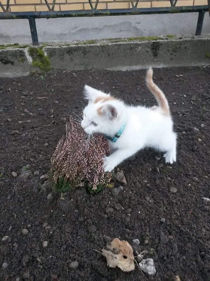 Blanding af racer Pedersen billede 8