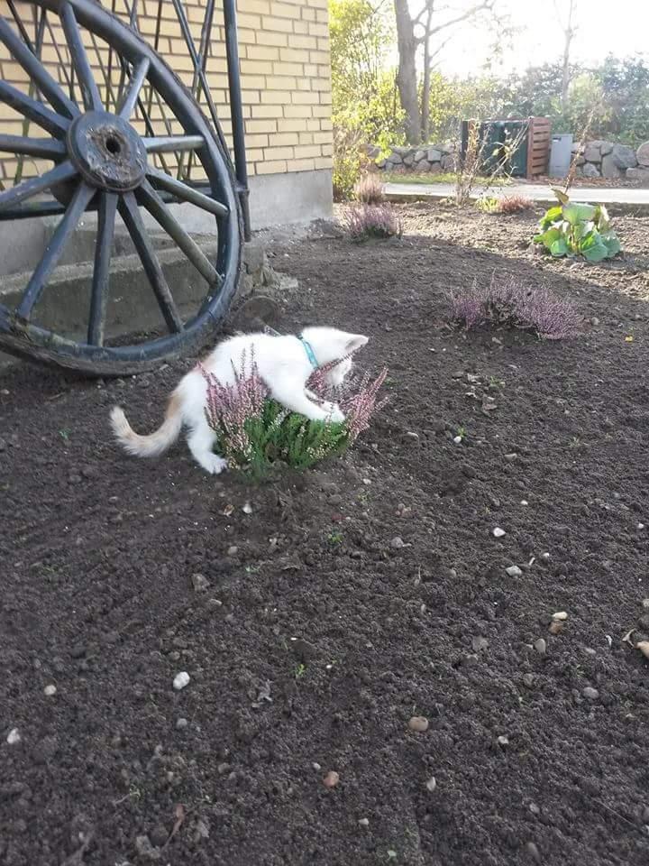 Blanding af racer Pedersen billede 9