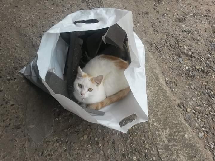 Blanding af racer Pedersen billede 10