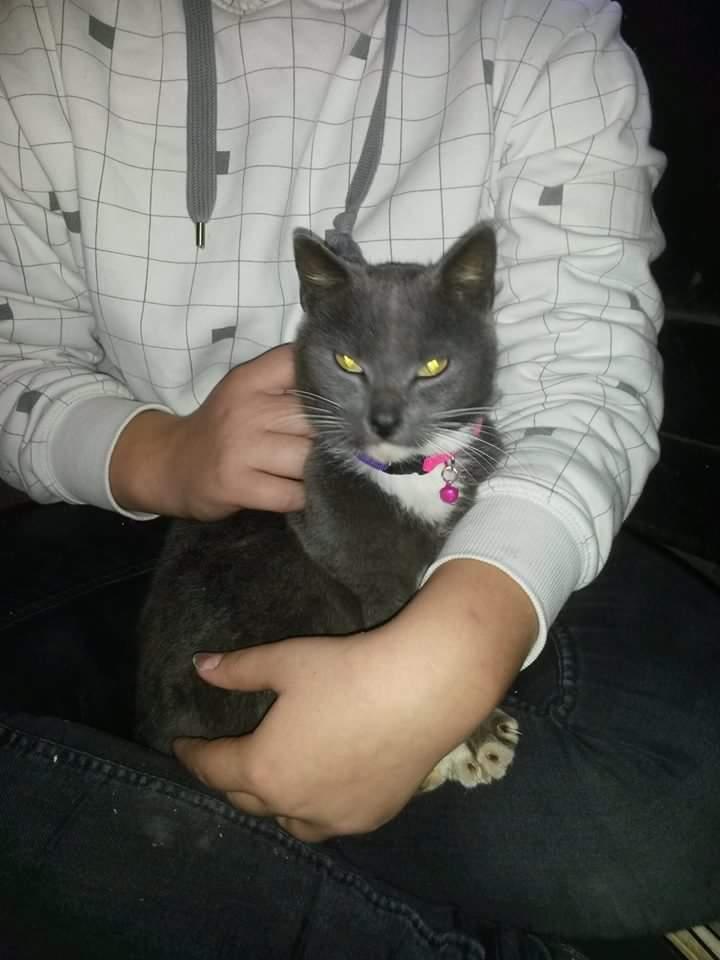 Blanding af racer Findus  billede 1