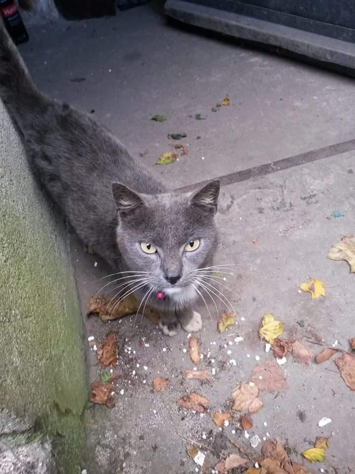 Blanding af racer Findus  billede 2