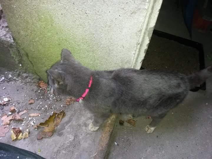 Blanding af racer Findus  - Den feste dag han var hos  os billede 3