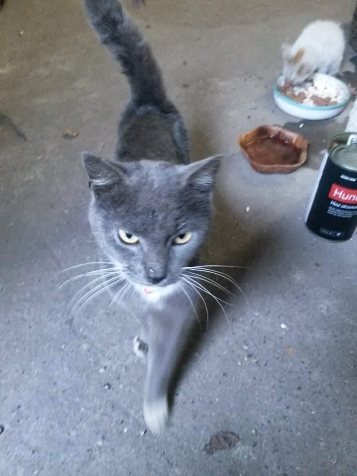 Blanding af racer Findus  billede 4