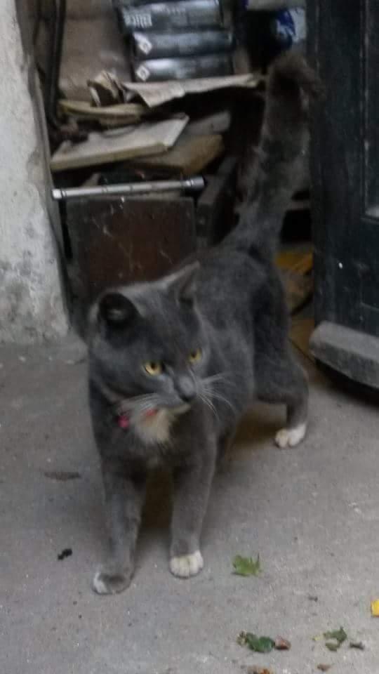 Blanding af racer Findus  billede 5