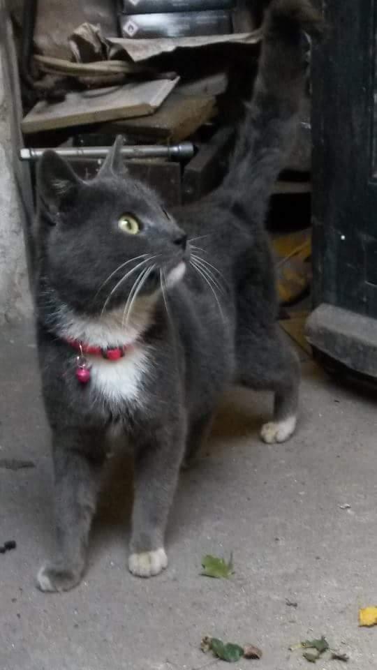 Blanding af racer Findus  billede 6