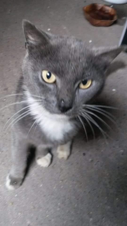 Blanding af racer Findus  billede 7