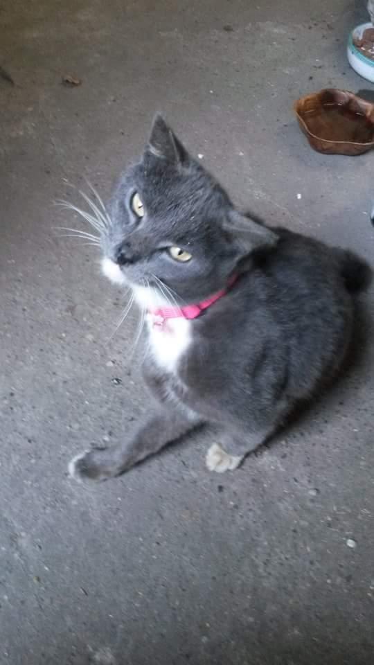 Blanding af racer Findus  billede 8