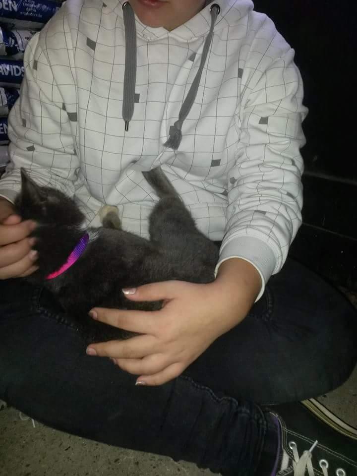 Blanding af racer Findus  billede 9