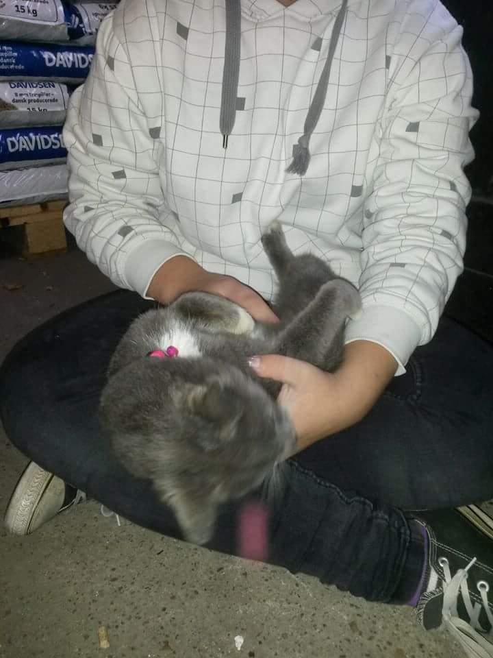 Blanding af racer Findus  billede 10