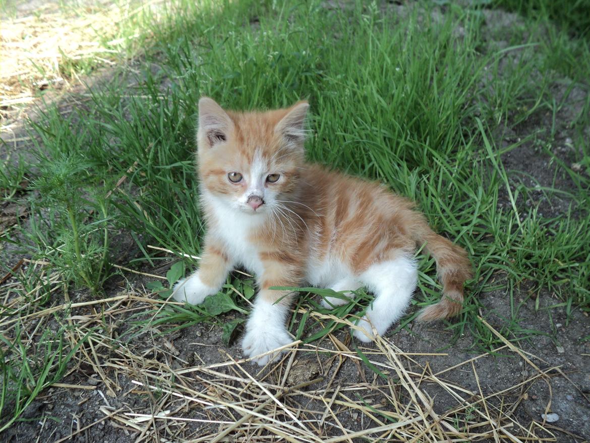 Blanding af racer Garfild  billede 1