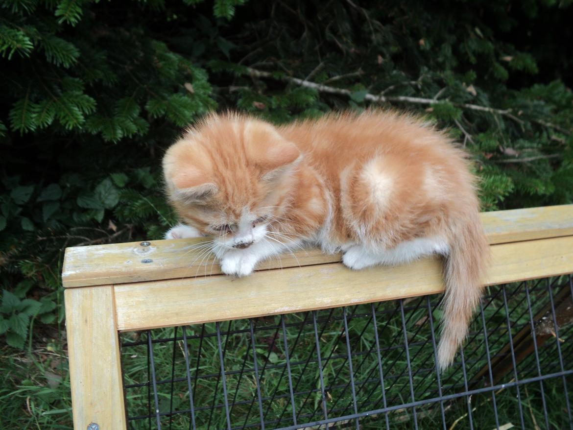 Blanding af racer Garfild  billede 3