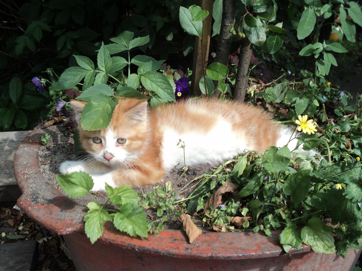 Blanding af racer Garfild  billede 4