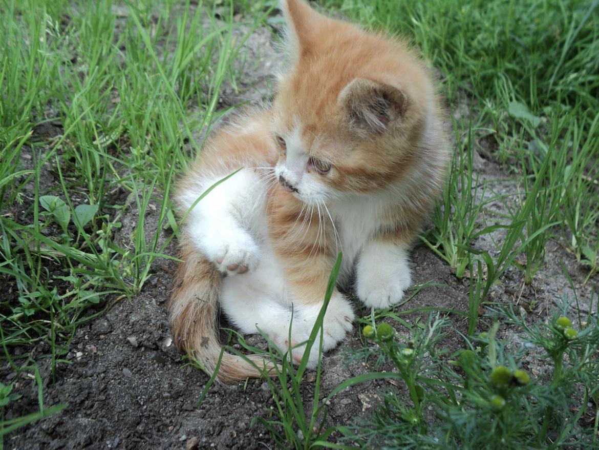 Blanding af racer Garfild  billede 6