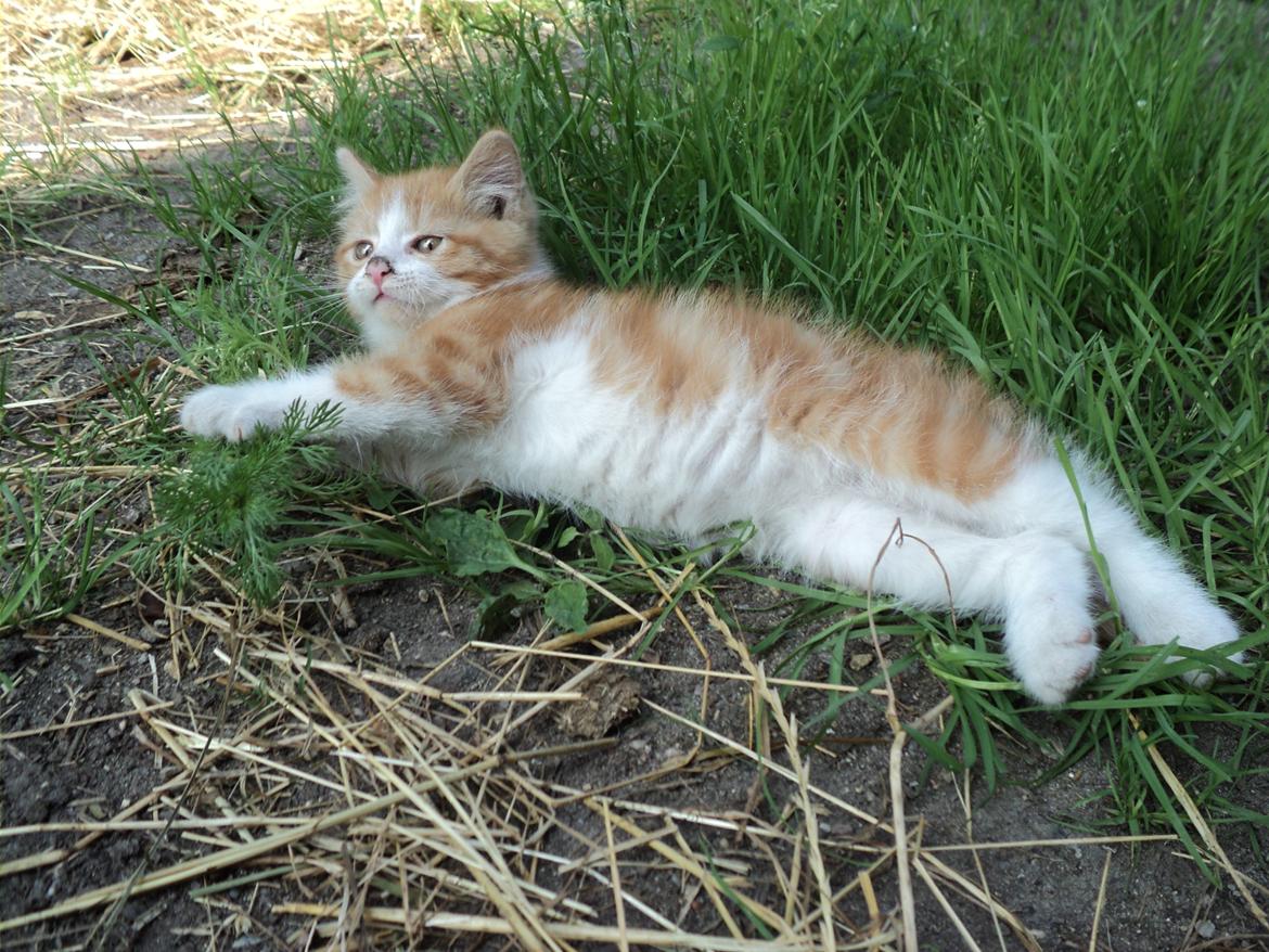 Blanding af racer Garfild  billede 9