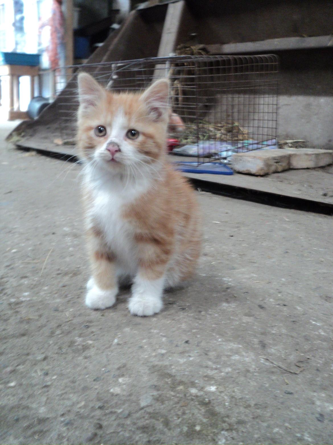 Blanding af racer Garfild  billede 10