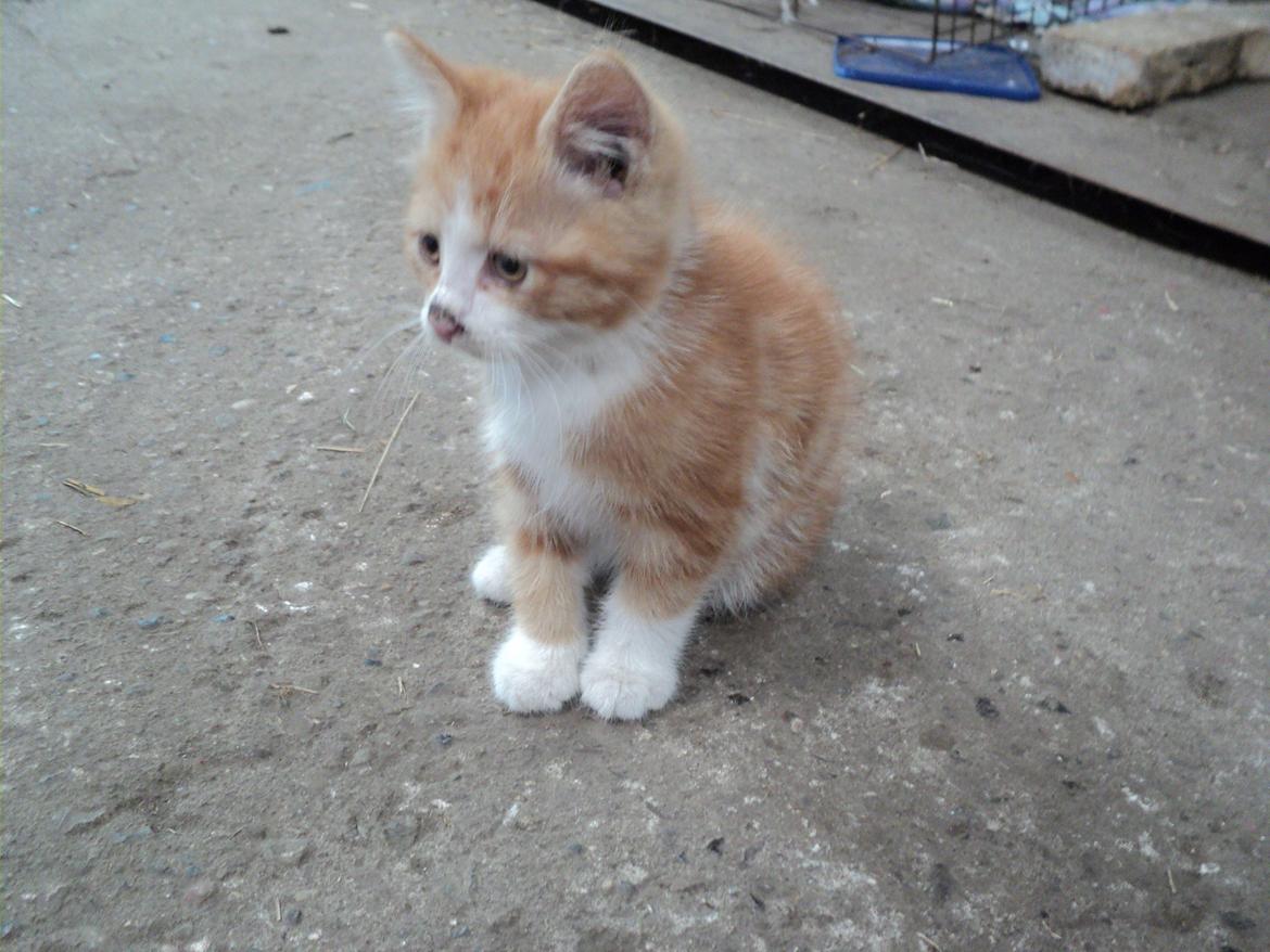 Blanding af racer Garfild  billede 11