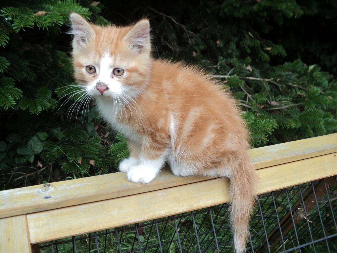 Blanding af racer Garfild  billede 12