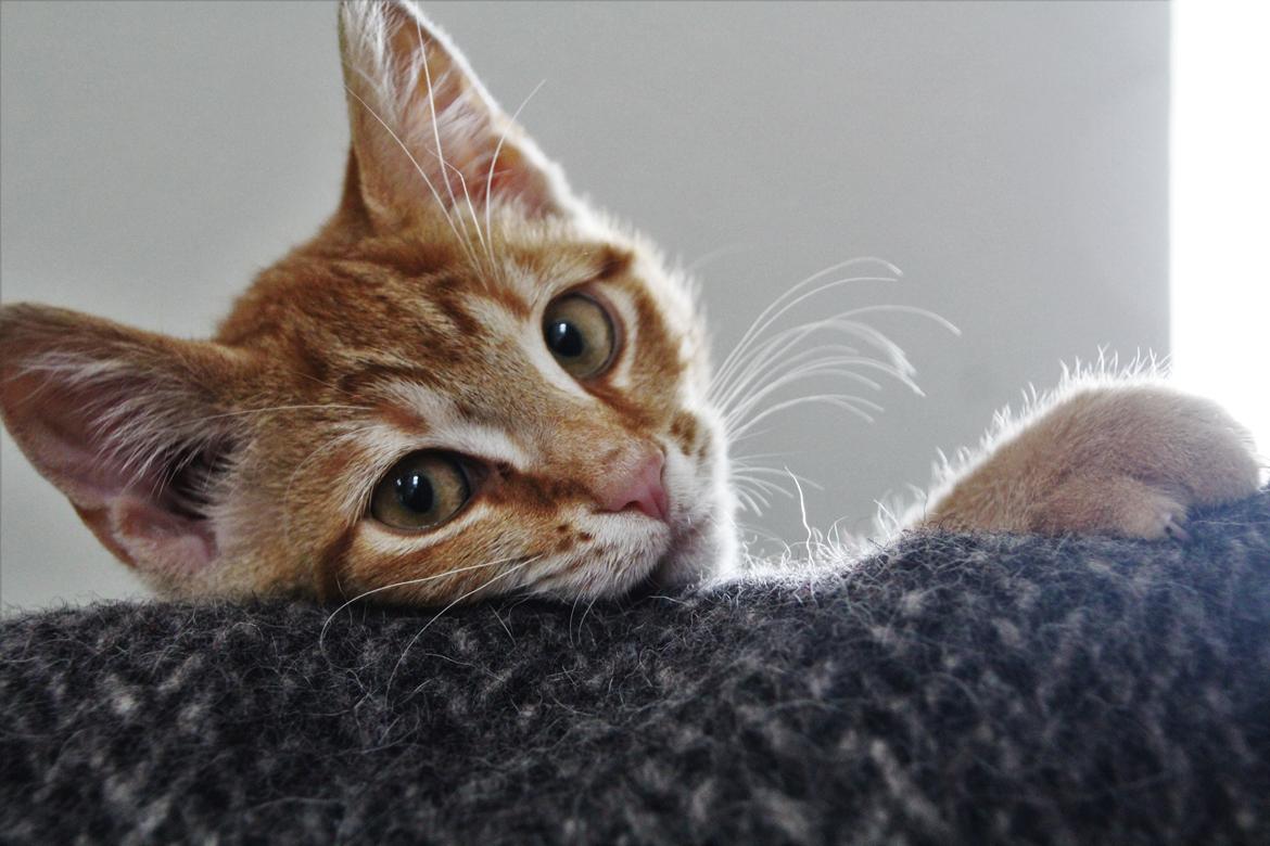 Huskat Simba billede 3