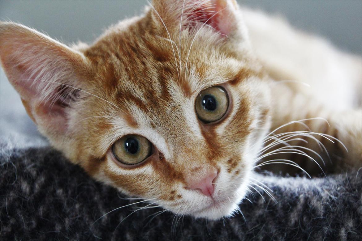 Huskat Simba billede 8