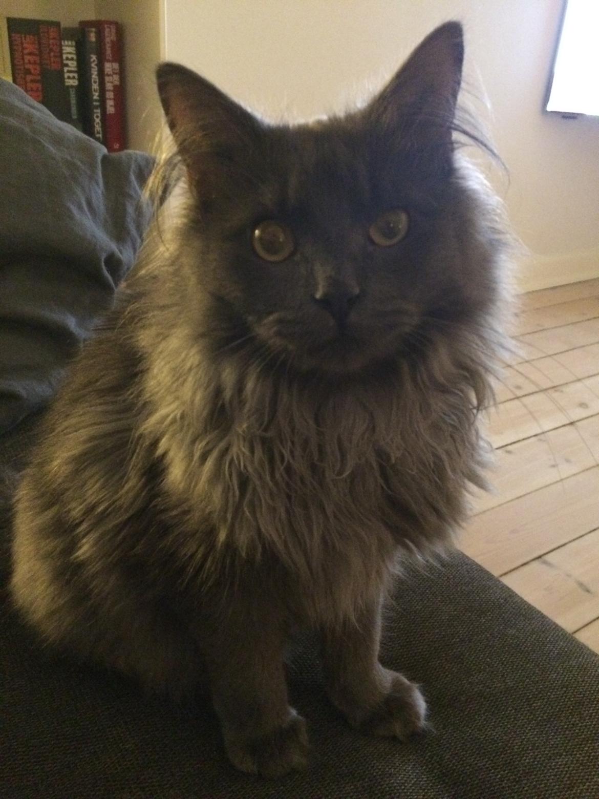 Maine Coon Carlo billede 3