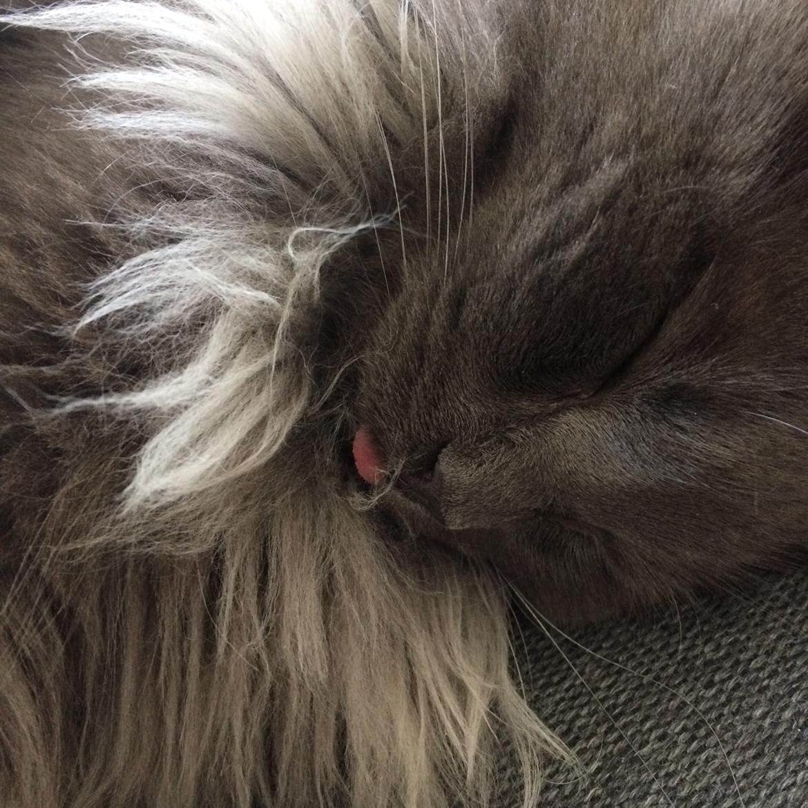 Maine Coon Carlo billede 4