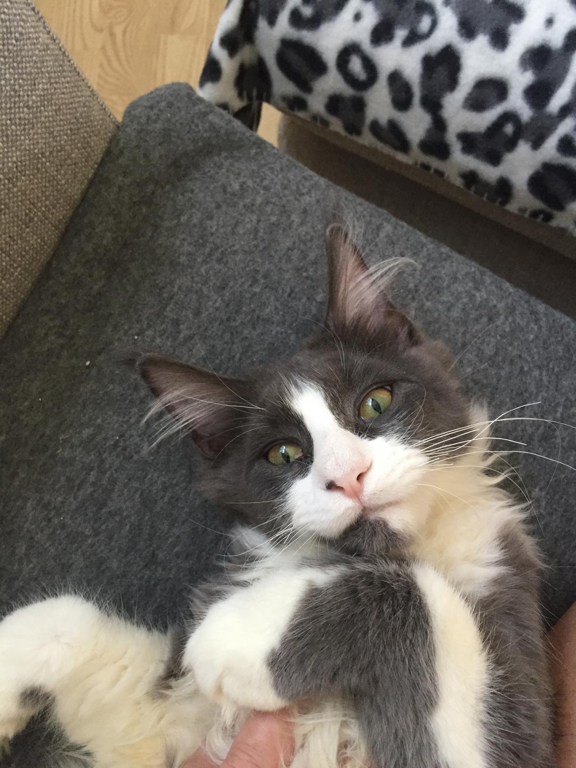 Maine Coon Pablo billede 5